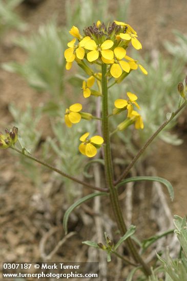 Erysimum capitatum
