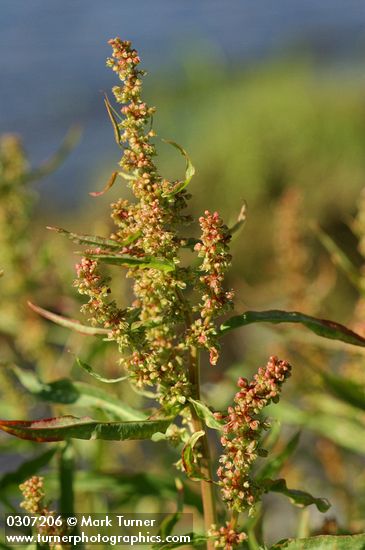 Rumex salicifolius