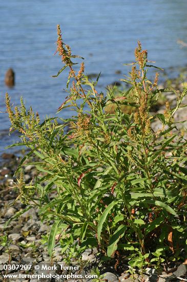 Rumex salicifolius