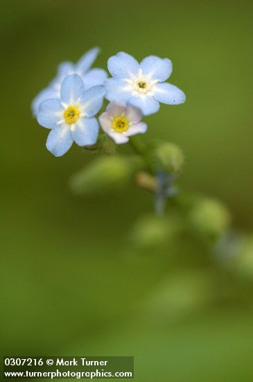 Myosotis scorpioides