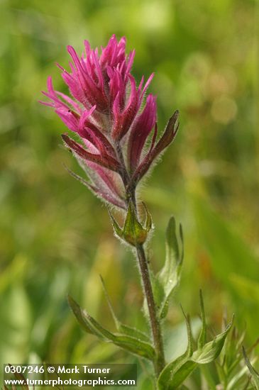 Castilleja parviflora var. olympica