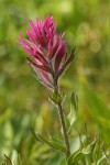 Olympic Indian Paintbrush