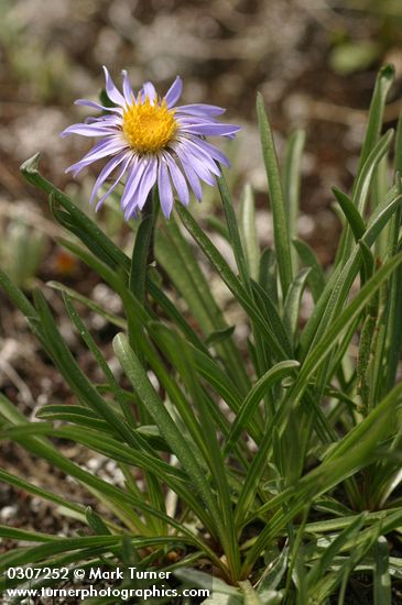 Oreostemma alpigenum var. alpigenum (Aster alpigenus)