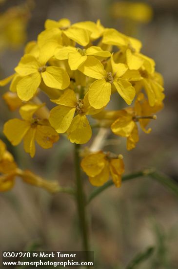 Erysimum capitatum