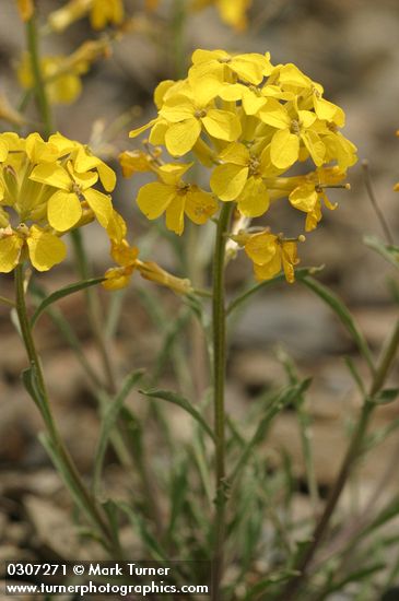 Erysimum capitatum