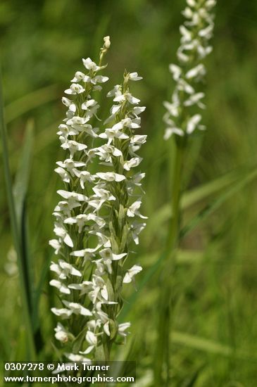 Platanthera dilatata var. dilatata