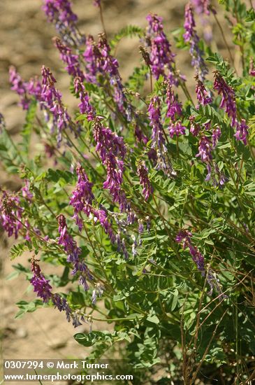 Vicia villosa ssp. varia