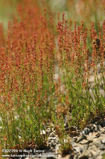 Rumex acetosella