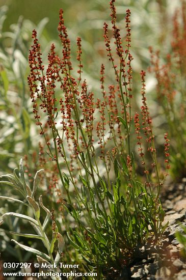 Rumex acetosella