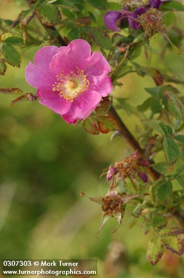 Rosa nutkana