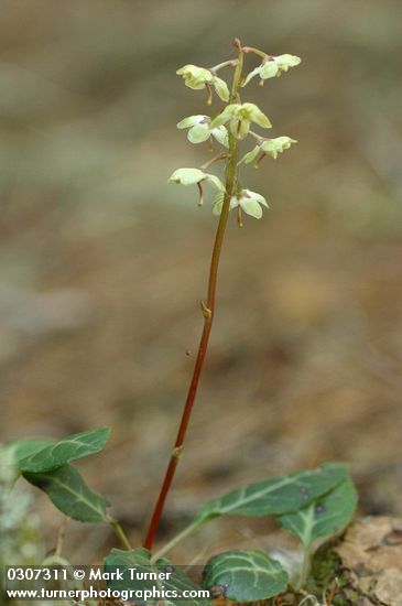 Pyrola picta