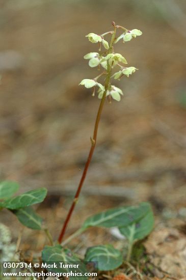 Pyrola picta