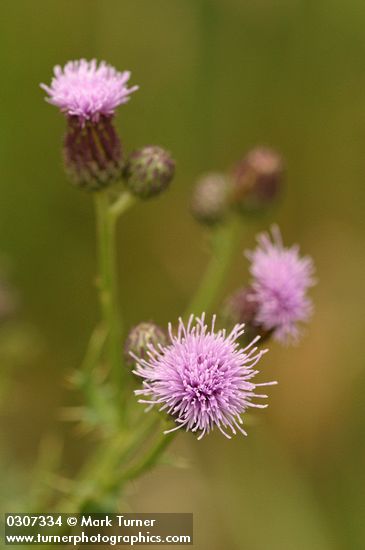Cirsium arvense