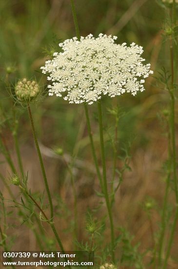 Daucus carota