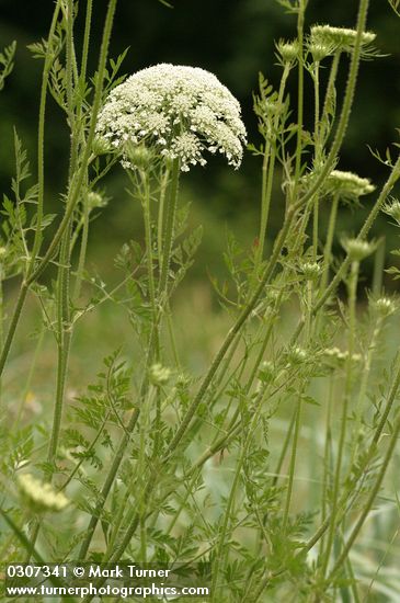 Daucus carota