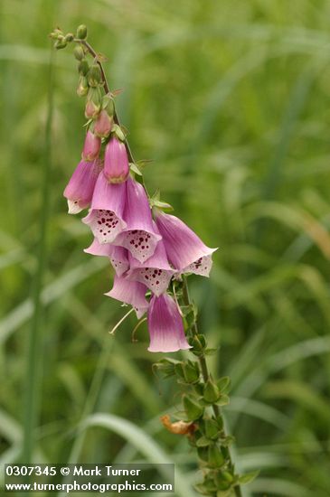 Digitalis purpurea