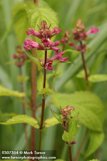 Stachys mexicana