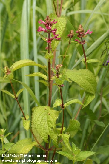 Stachys mexicana