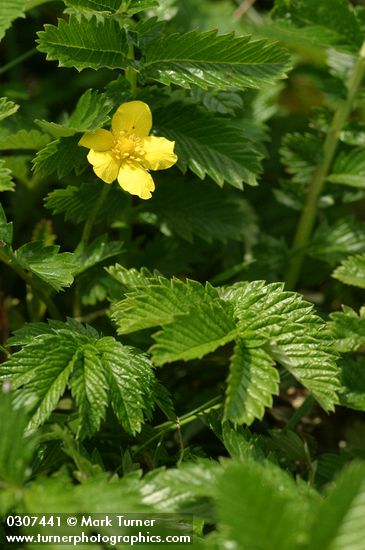 Argentina egedii ssp. egedii (Potentilla anserina ssp. pacifica)