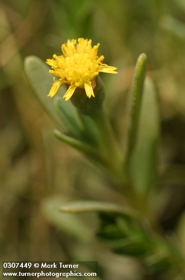 Jaumea carnosa