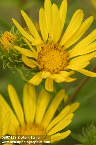 Grindelia integrifolia