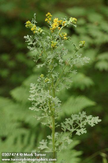 Senecio jacobaea