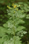Tansy Ragwort