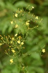 Wall Lettuce blossoms