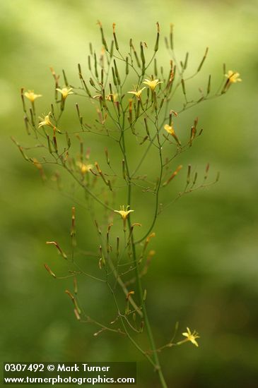 Mycelis muralis (Lactuca muralis)