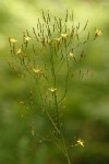 Wall Lettuce blossoms