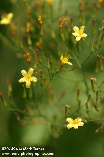 Mycelis muralis (Lactuca muralis)