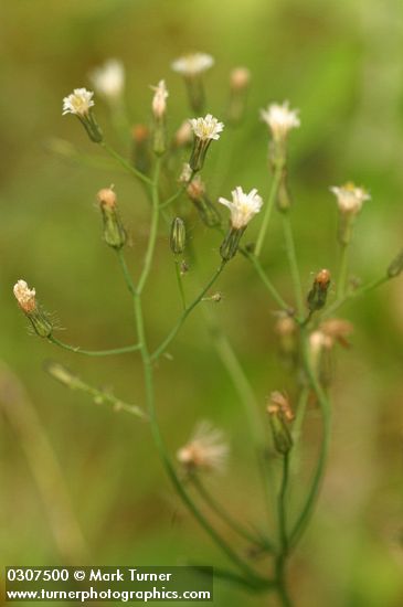Hieracium albiflorum
