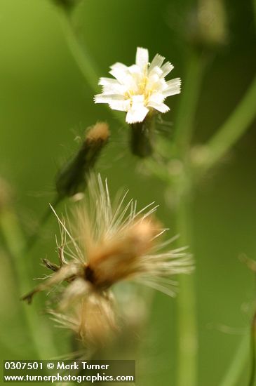 Hieracium albiflorum