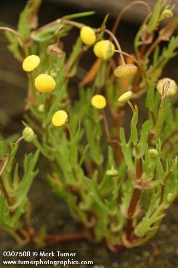 Cotula coronopifolia