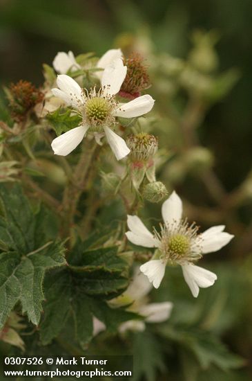 Rubus laciniatus