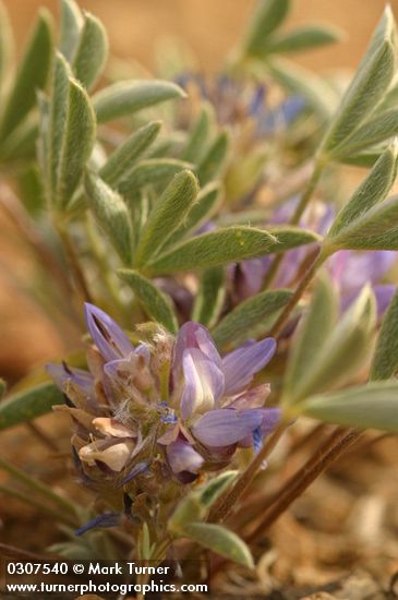 Lupinus lepidus