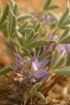 Elegant Lupine blossoms & foliage detail