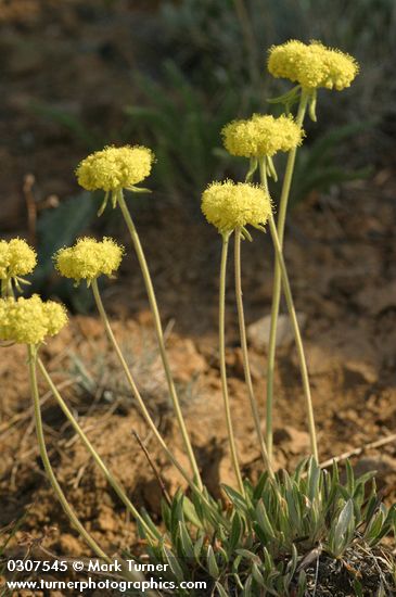 Eriogonum flavum