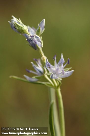 Frasera albicaulis