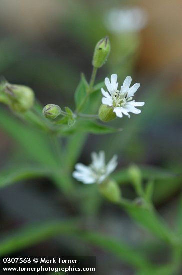 Silene menziesii