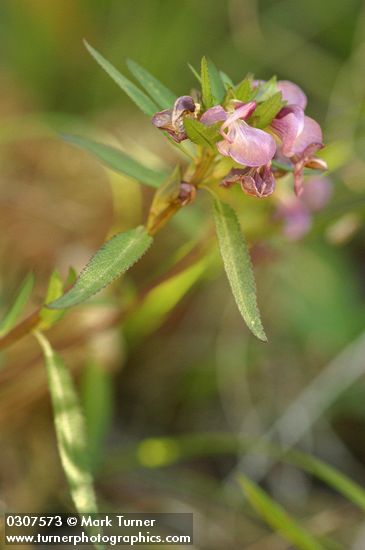 Pedicularis racemosa