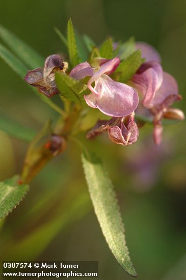 Pedicularis racemosa