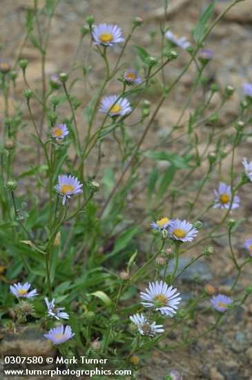 Symphyotrichum foliaceum var. apricum (Aster foliaceus var. apricus)