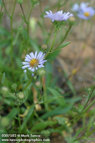 Symphyotrichum foliaceum var. apricum (Aster foliaceus var. apricus)