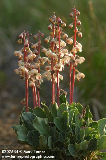 Pyrola picta
