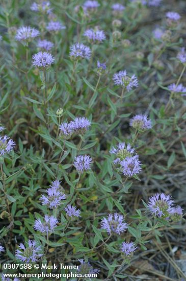 Monardella odoratissima