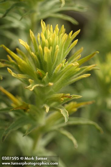 Castilleja glandulifera
