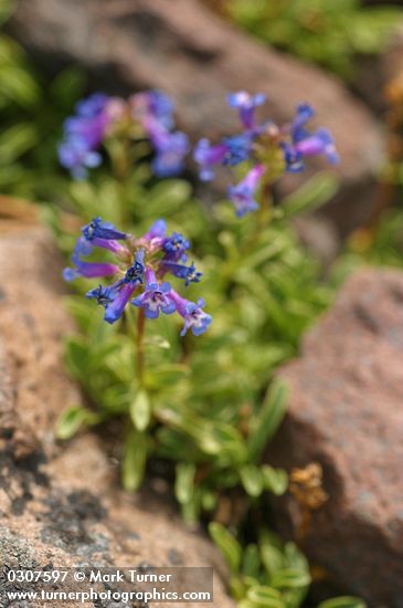 Penstemon procerus var. formosus