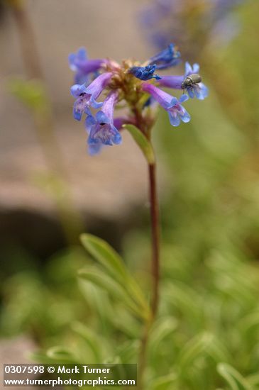Penstemon procerus var. formosus