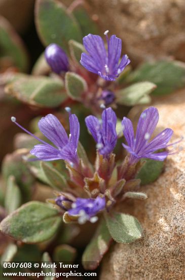 Collomia debilis